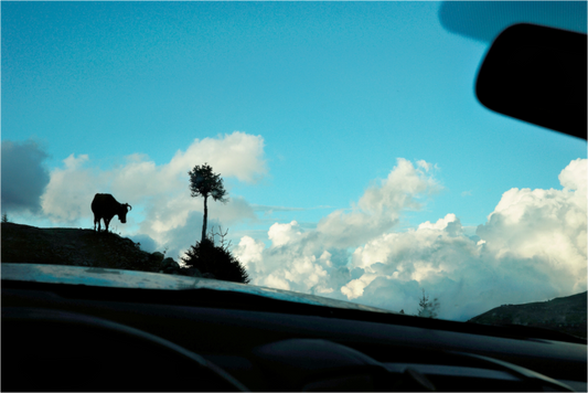 Main image Cow in Georgia