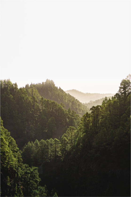Main image .